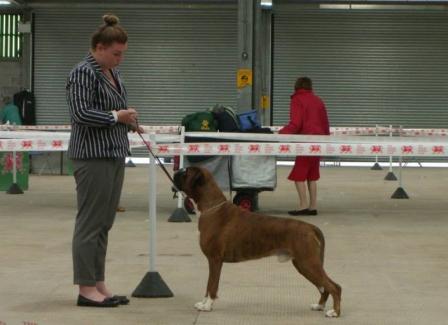 Animal Studies student qualifies for Young Kennel Club Handlers competition!