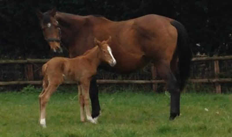 Foals born at Writtle Collegeâ€™s Lordships Stud named after birds!