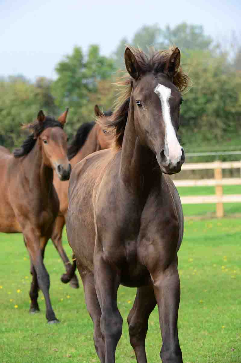 Animal Science graduate's dissertation study published by horse feed company