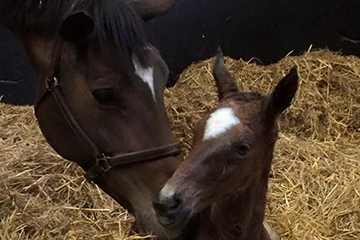 See the foal at Writtle College's Stud Open Day!