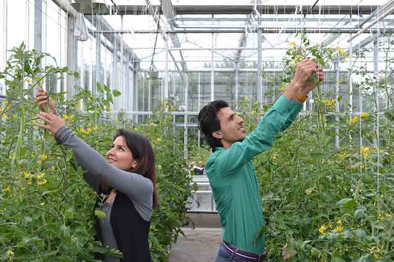 Trial for Tozer Seeds conducted at Writtle College