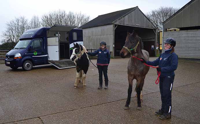 Lordships Stud welcomes two young rescue horses from World Horse Welfare