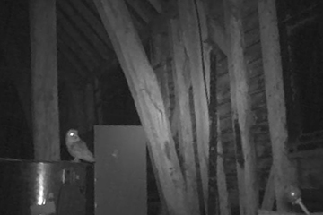 Barn owl caught on film at Writtle College